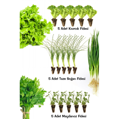 Fide Seti Maydanoz -kıvırcık Marul - Taze Soğan 15 Adet