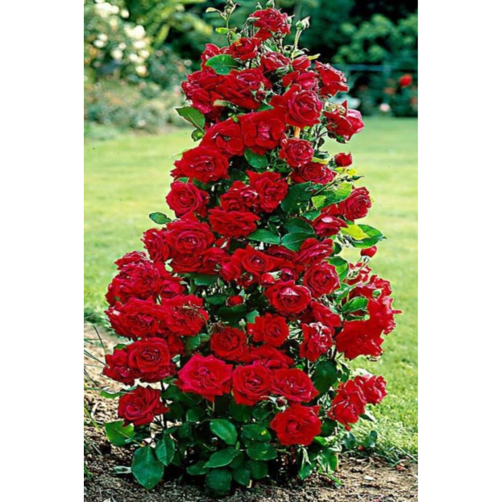 Katmerli kokulu Dubai kırmızı gül fidesi /açık kök dikime hazır 14-18cm