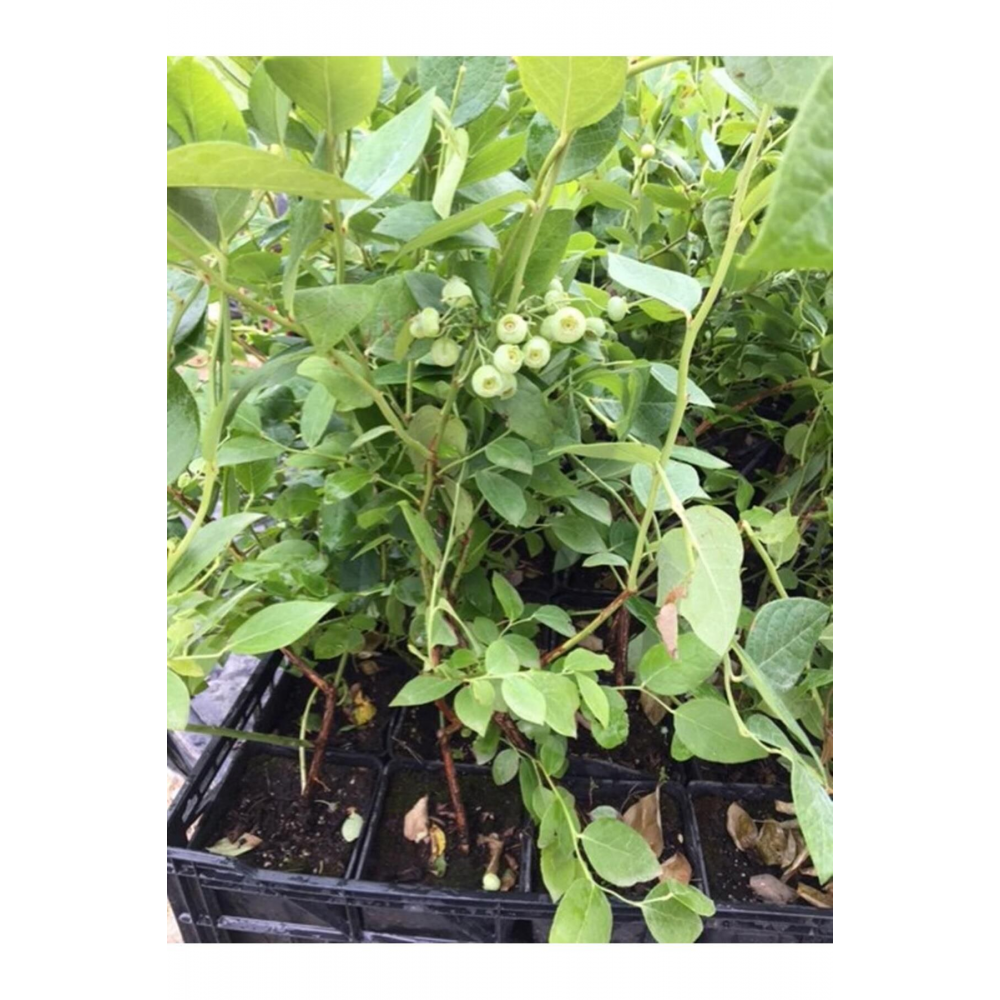 Meyve Vermeye Hazır Saksıda Bluberyy Yaban Mersini (mavi Yemiş)fidanı 50-70cm