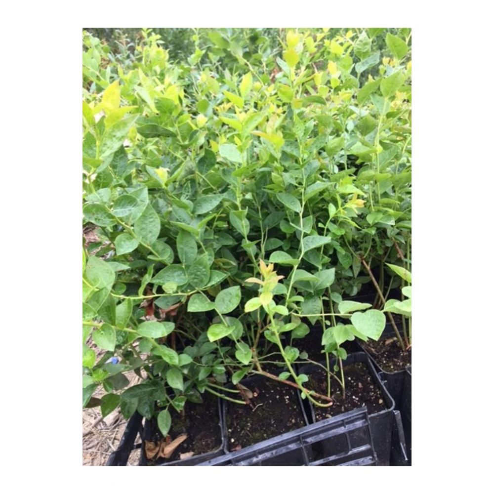 Meyve Vermeye Hazır Saksıda Bluberyy Yaban Mersini (mavi Yemiş)fidanı 50-70cm