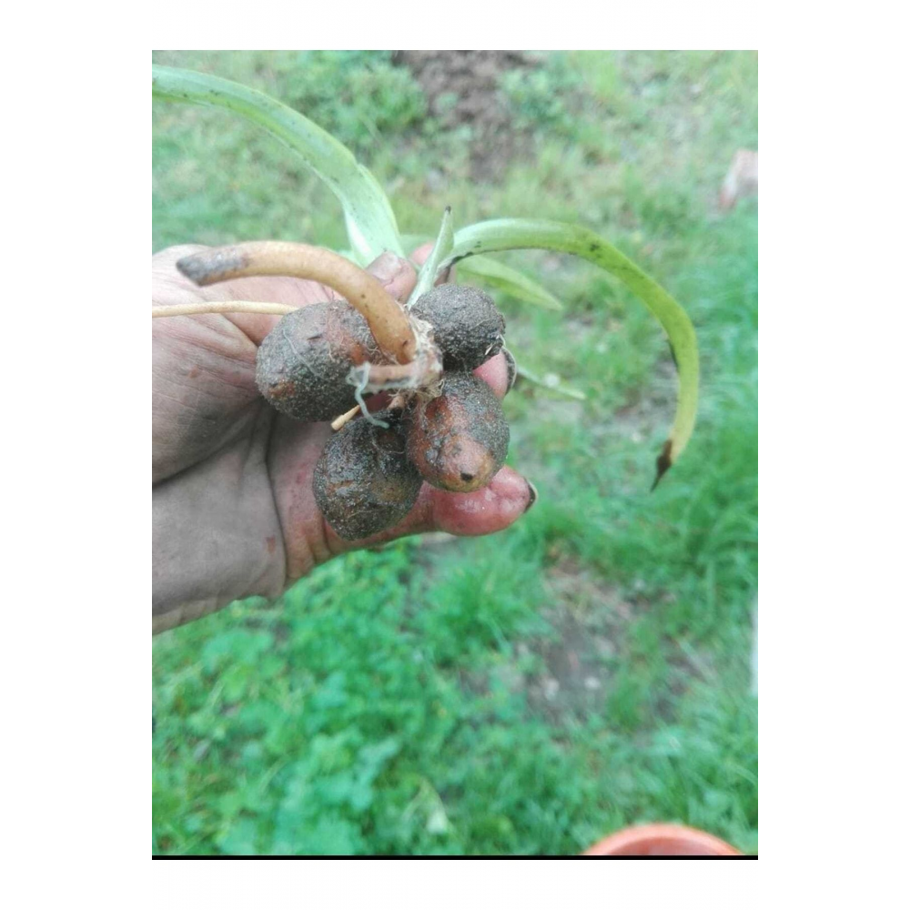 Salep Fidesi 100 Adet