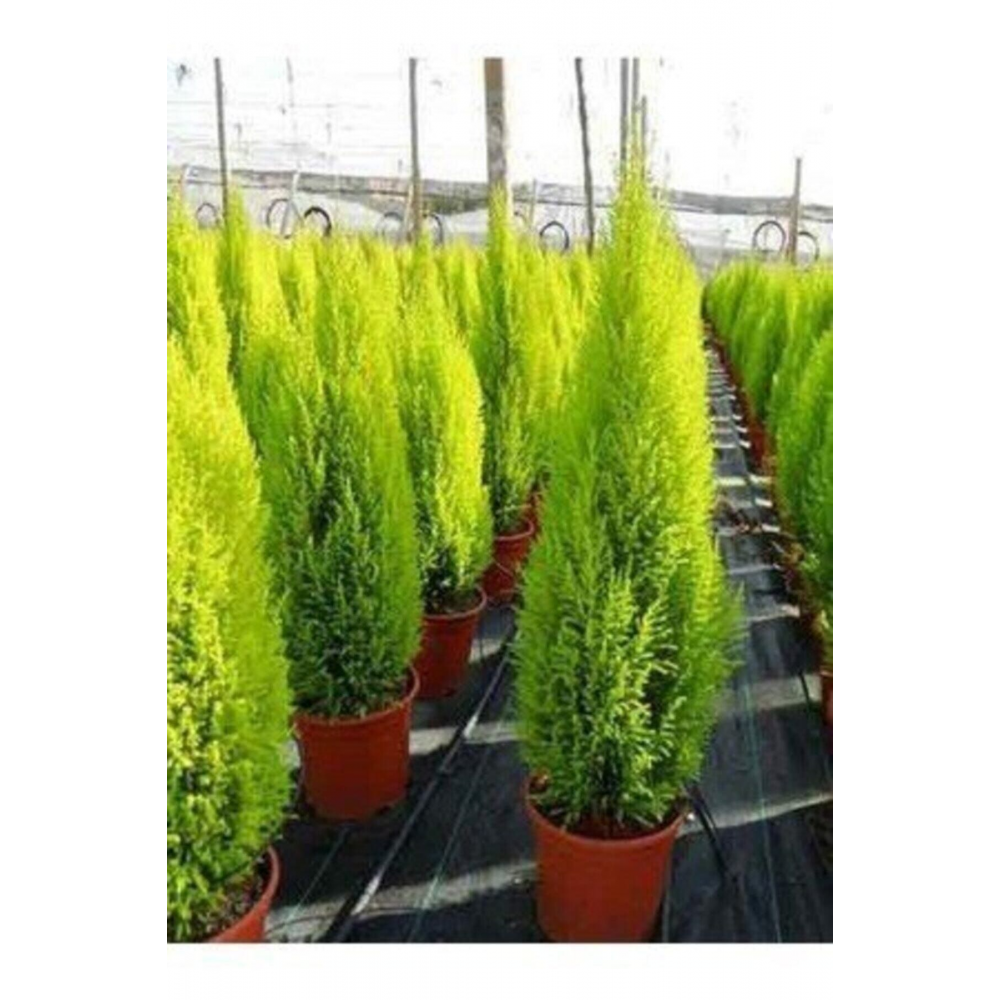 Tüplü ( Salon Çamı ) Limoni Servi Çam Fidanı (14 Lük Saksıda- Boyu 30-40 Cm ) Limon Kokulu Çam Fida