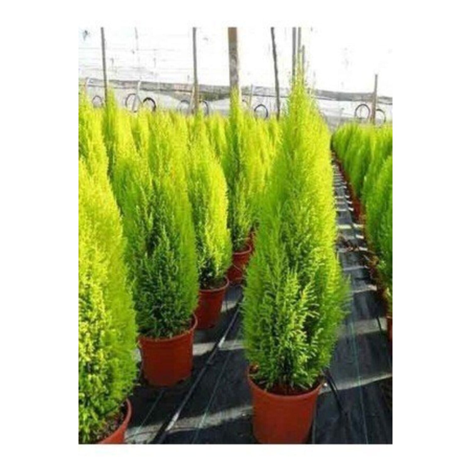 Tüplü ( Salon Çamı ) Limoni Servi Çam Fidanı (14 Lük Saksıda- Boyu 30-40 Cm ) Limon Kokulu Çam Fida