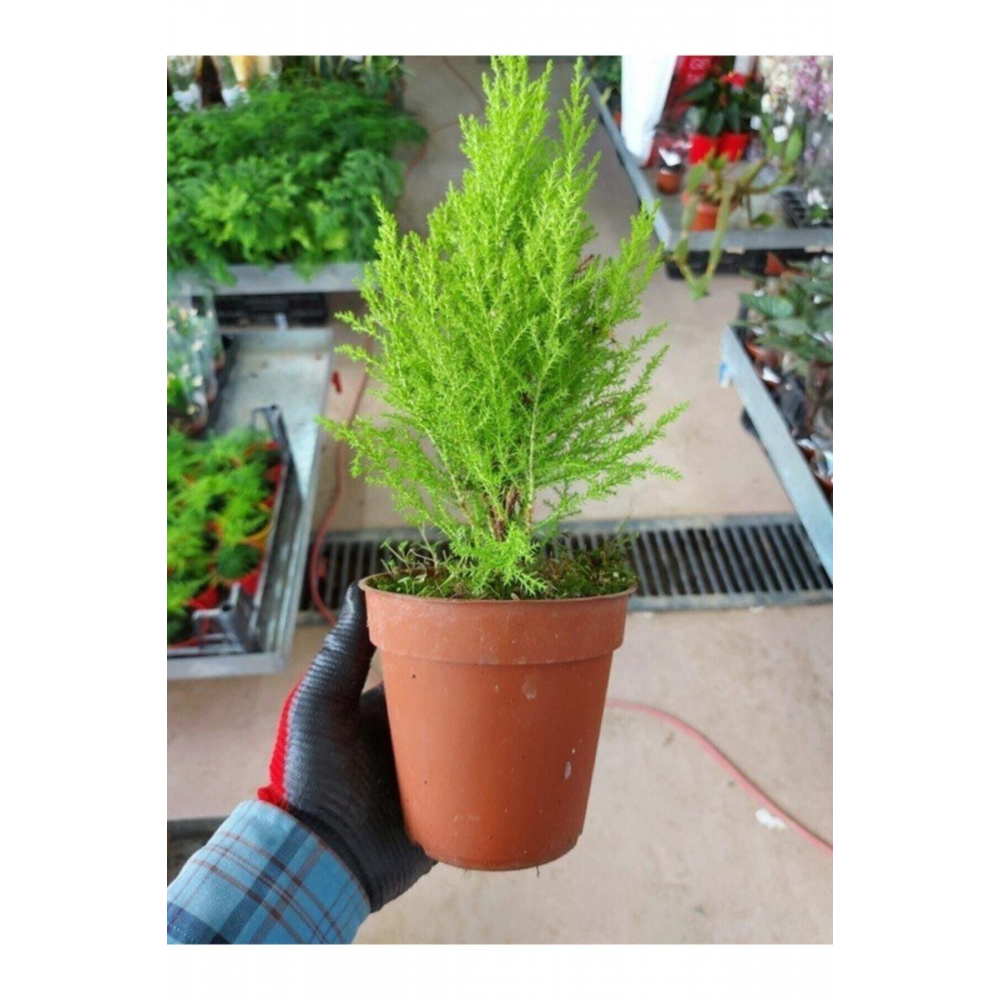 Tüplü ( Salon Çamı ) Limoni Servi Çam Fidanı (14 Lük Saksıda- Boyu 30-40 Cm ) Limon Kokulu Çam Fida