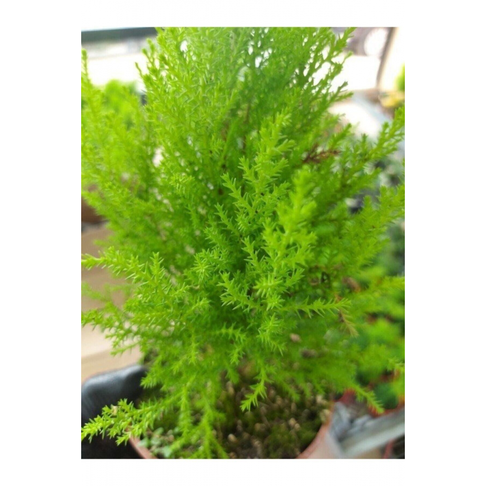 Tüplü ( Salon Çamı ) Limoni Servi Çam Fidanı (14 Lük Saksıda- Boyu 30-40 Cm ) Limon Kokulu Çam Fida