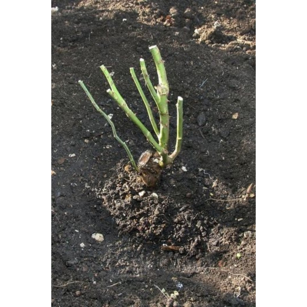 Yediveren Cins Pembe Sarmaşik Gül 1 Adet Açık Kök