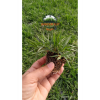 Zoysia Japonica Çim Fidesi 27 M2 Için 432 Adet