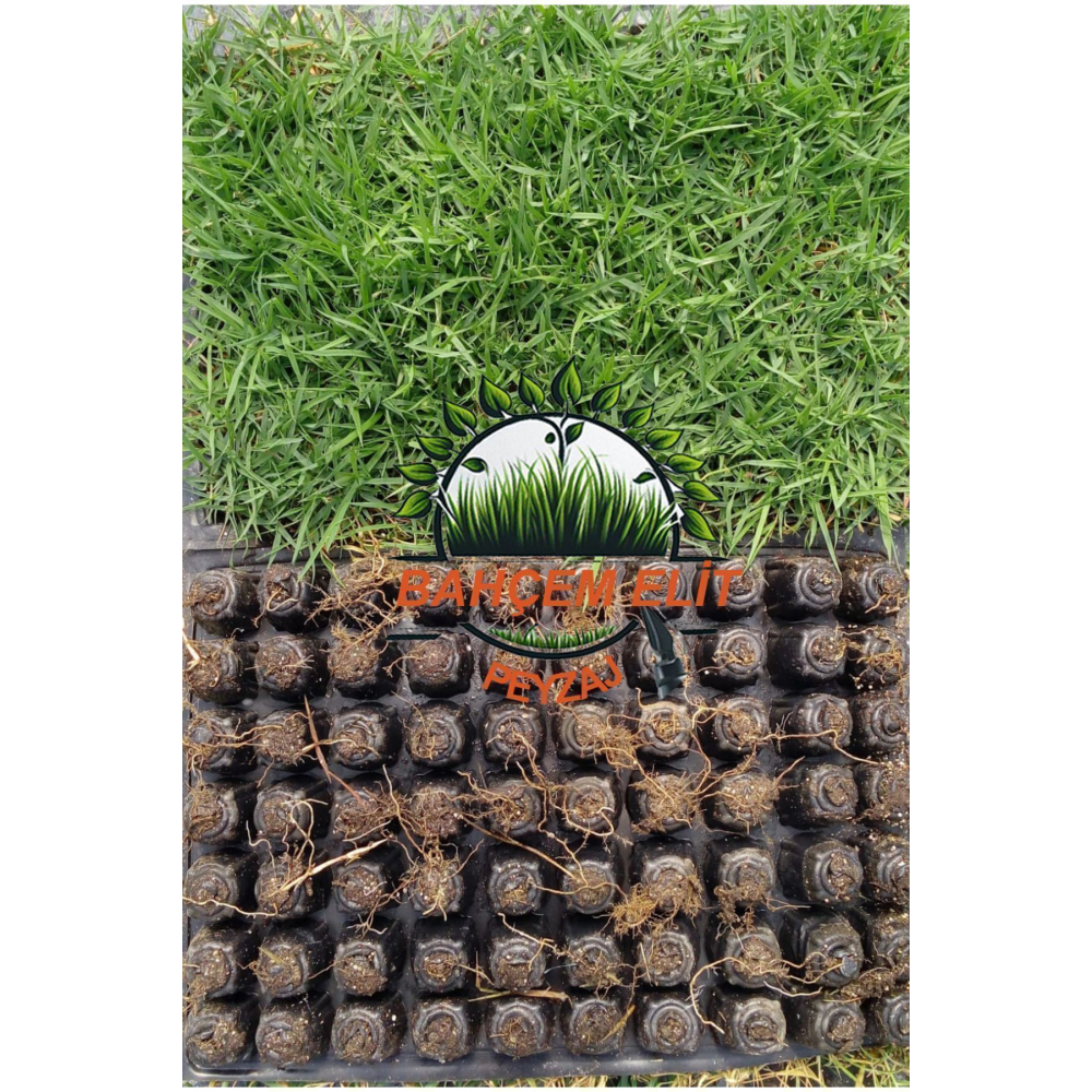 Zoysia Japonica Çim Fidesi 27 M2 Için 432 Adet