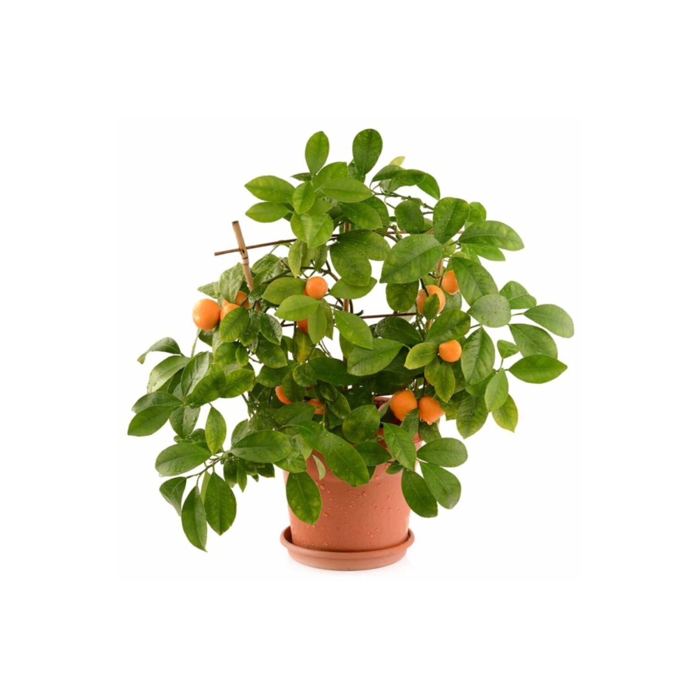 Bodur Mandalina Ağacı Fidanı Mini Meyveli Aşılı Tüplü