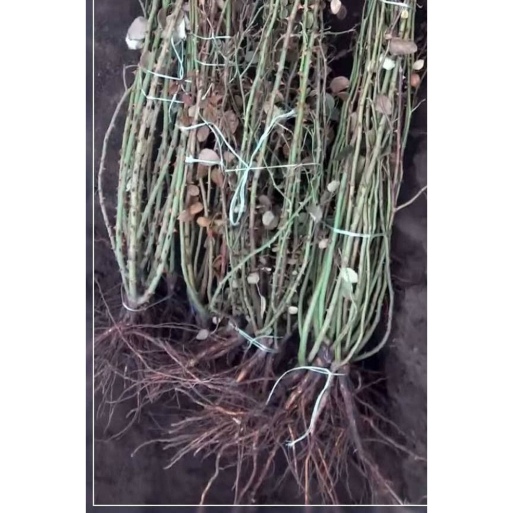 Kırmızı Çardak Sarmasik Kokulu Sarmaşık Gül 1 Adet Açık Kök