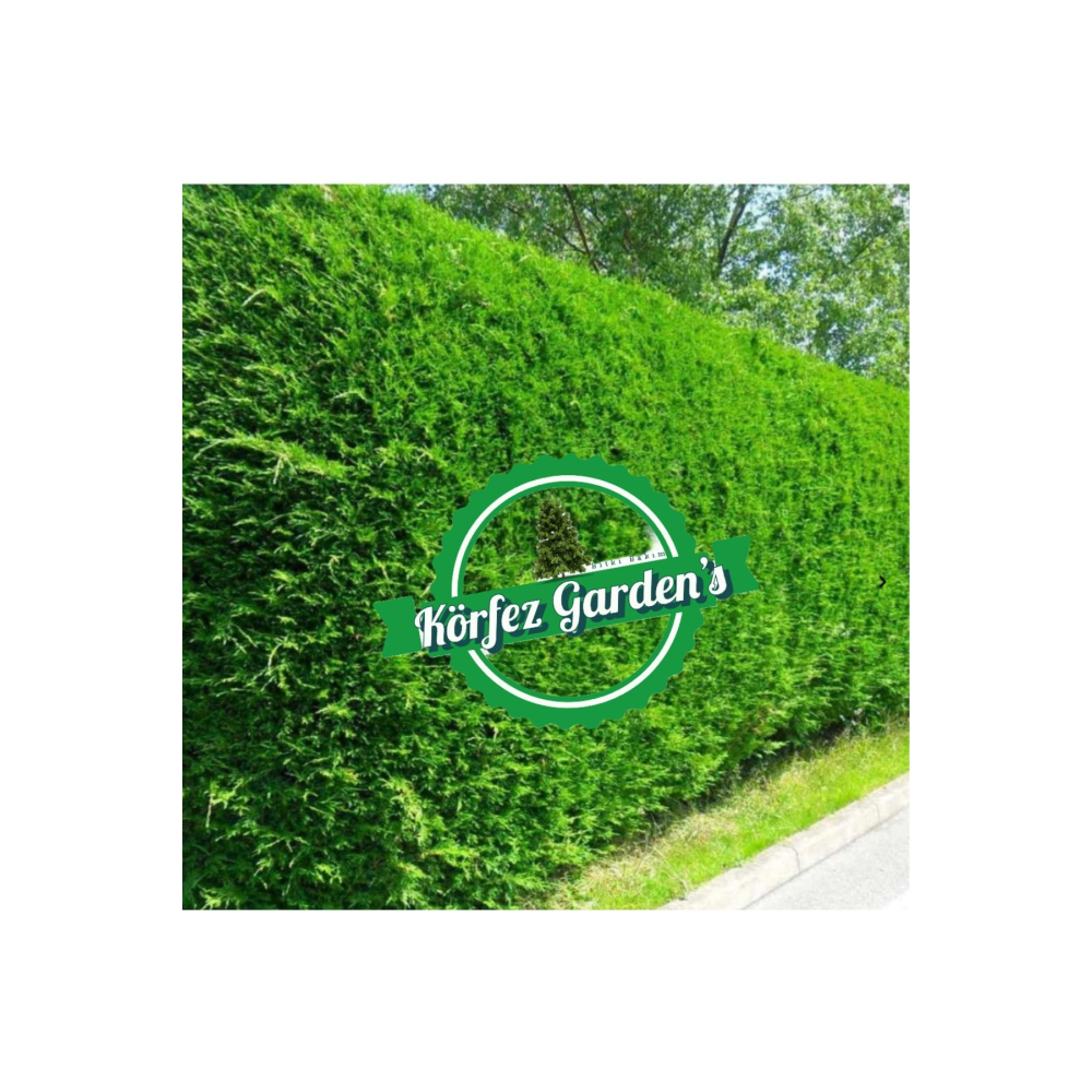 Leylandi Fidanı Cupressocyparis