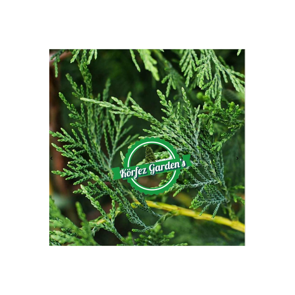 Leylandi Fidanı Cupressocyparis