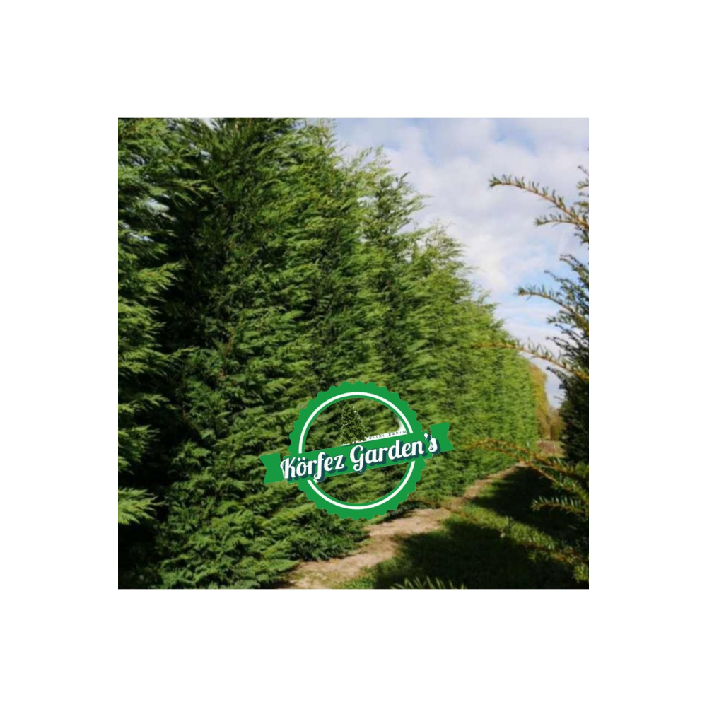 Leylandi Fidanı Cupressocyparis
