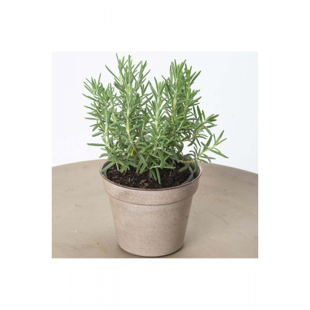 Rosemary Biberiye Fidanı 1 Adet 15-25 Cm Rosemary