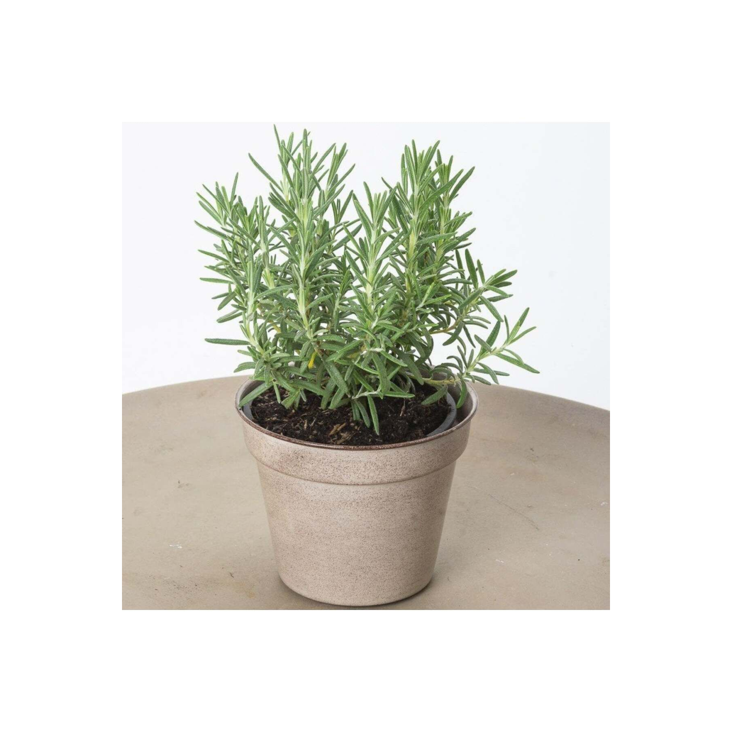 Rosemary Biberiye Fidanı 1 Adet 15-25 Cm Rosemary