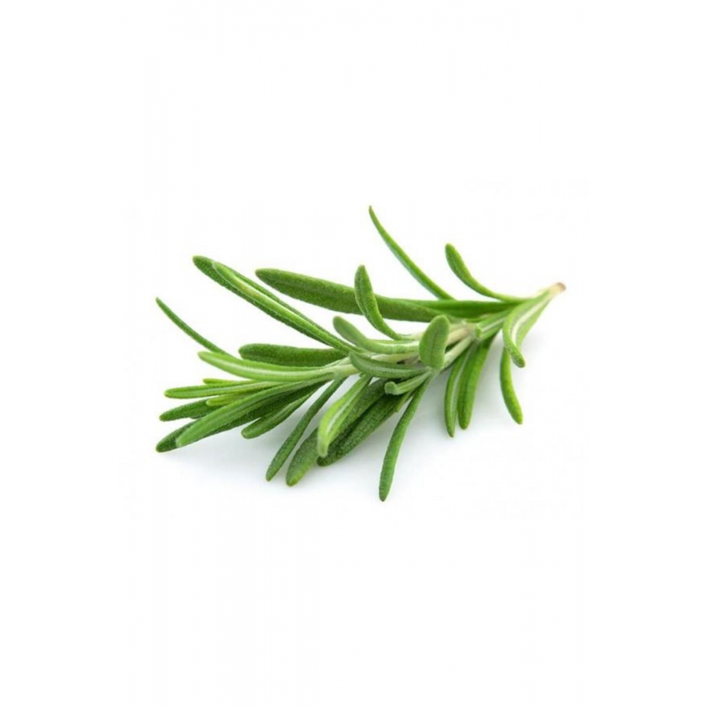 Rosemary Biberiye Fidanı 1 Adet 15-25 Cm Rosemary