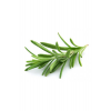 Rosemary Biberiye Fidanı 1 Adet 15-25 Cm Rosemary