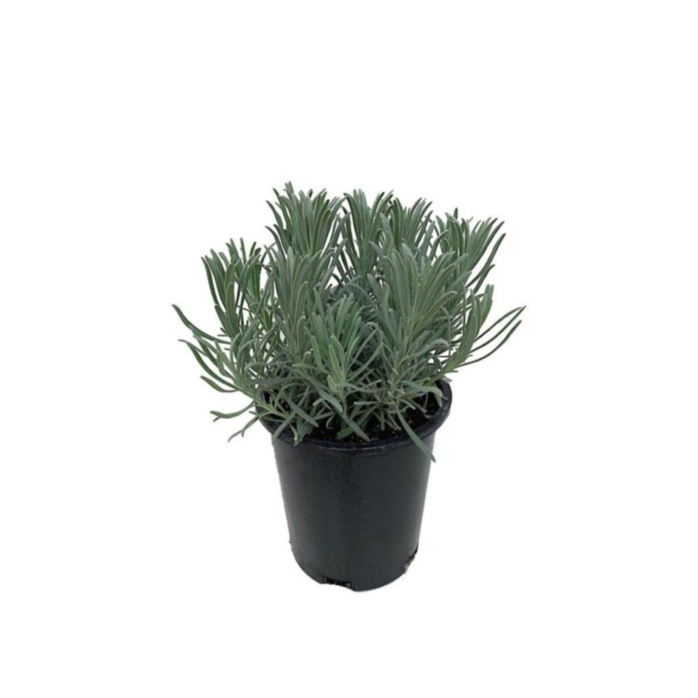 Saksılı Lavanta Fidanı 1 Adet 30-40 Cm (lavandula Intermedia)