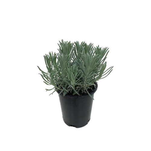 Saksılı Lavanta Fidanı 1 Adet 30-40 Cm (lavandula Intermedia)