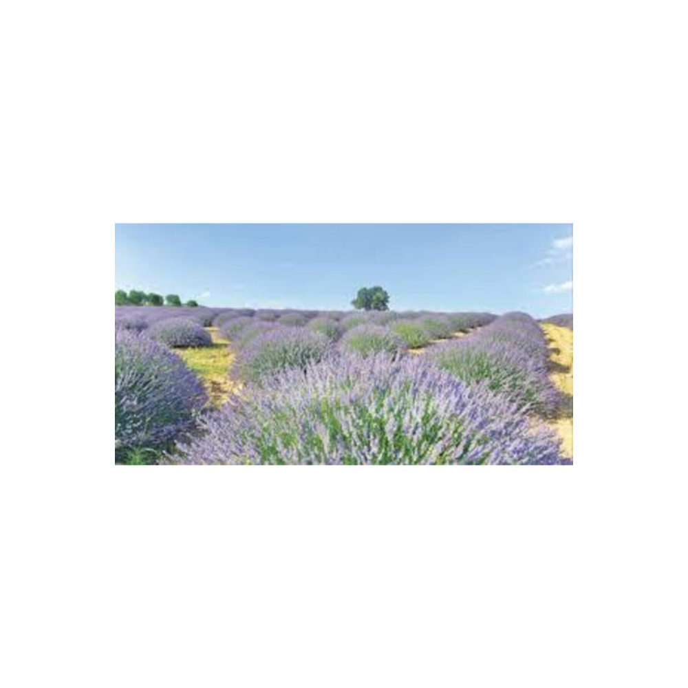 Saksılı Lavanta Fidanı 1 Adet 30-40 Cm (lavandula Intermedia)