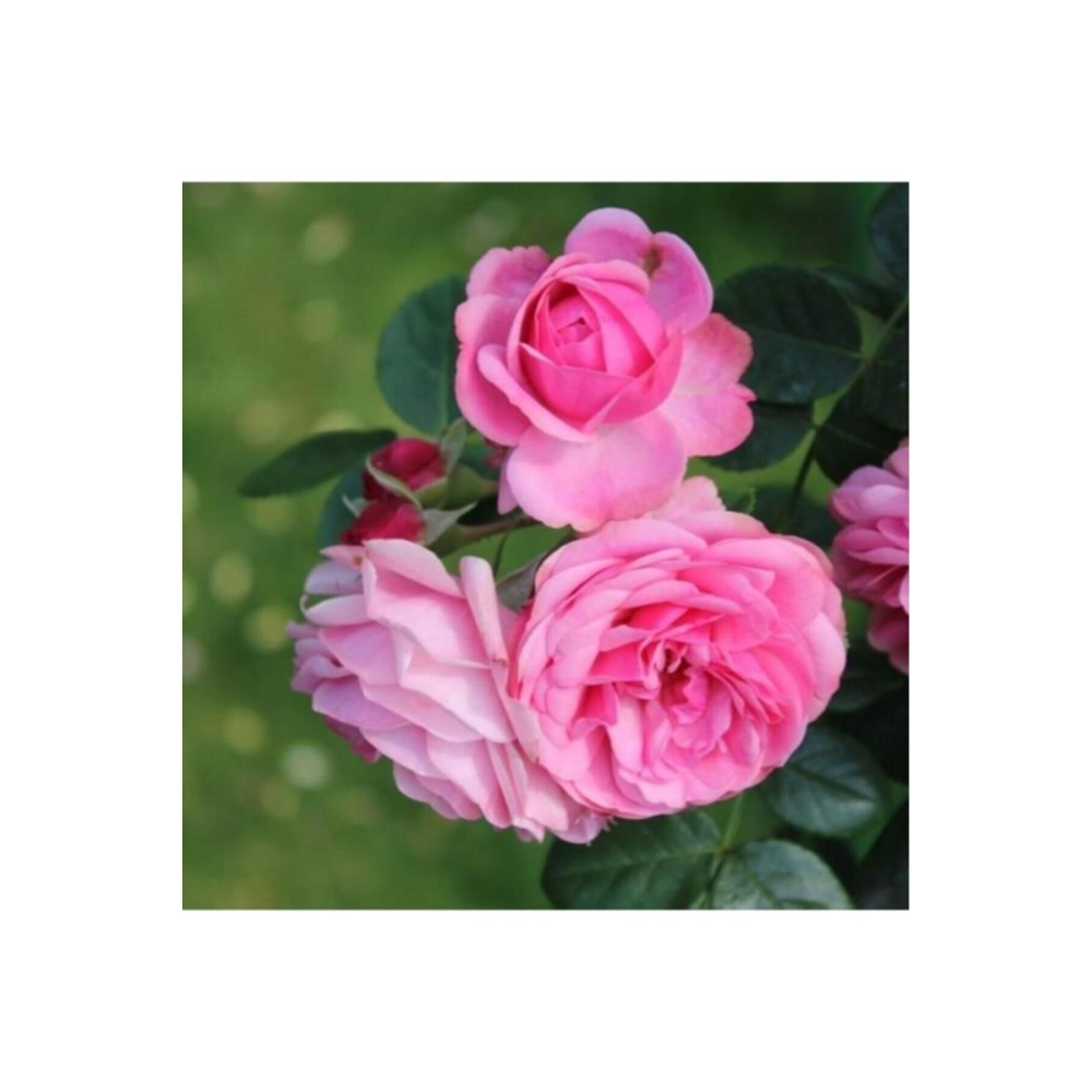 Tüplü Kokulu Reçellik Isparta Gülü Fidanı Rosa Damascena 10-20 Cm