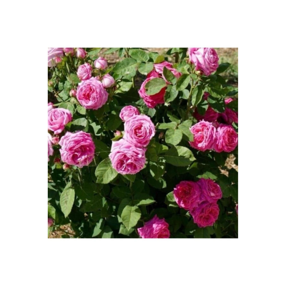 Tüplü Kokulu Reçellik Isparta Gülü Fidanı Rosa Damascena 10-20 Cm