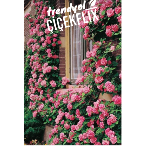 Ultra kokulu yediveren sarmaşık tozpembe gül 1 adet açık kök 35-40cm