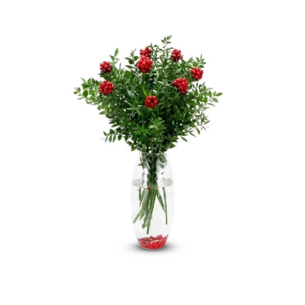 Canlı Yılbaşı Çiçeği Şans Bitkisi Kokina 1 Demet).