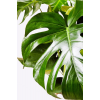 Monstera Deliciosa - Deve Tabanı - Ev Ofis Salon Iç Mekan Bitkisi - 60 Cm