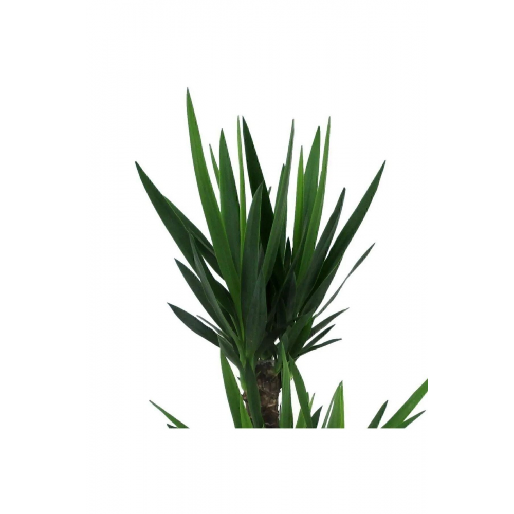 Yucca Bitkisi 2 Gövdeli Yuka Bitkisi Avize Çiçeği 80 100 Cm Ev Bitkisi Salon Bitkisi 2liyuka