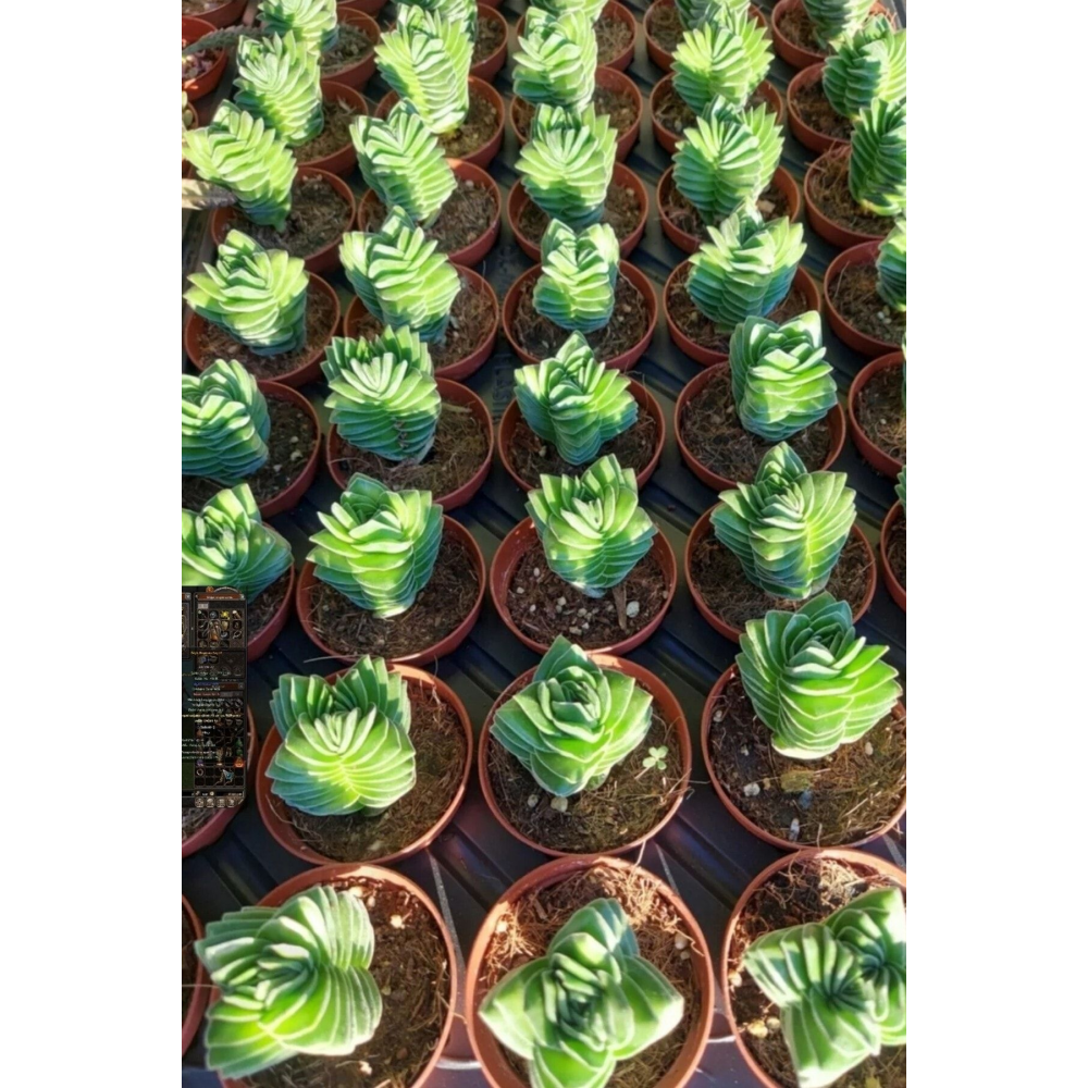 Buda (crassula Buddha's Temple ) Minik Boyutu 5.5cm