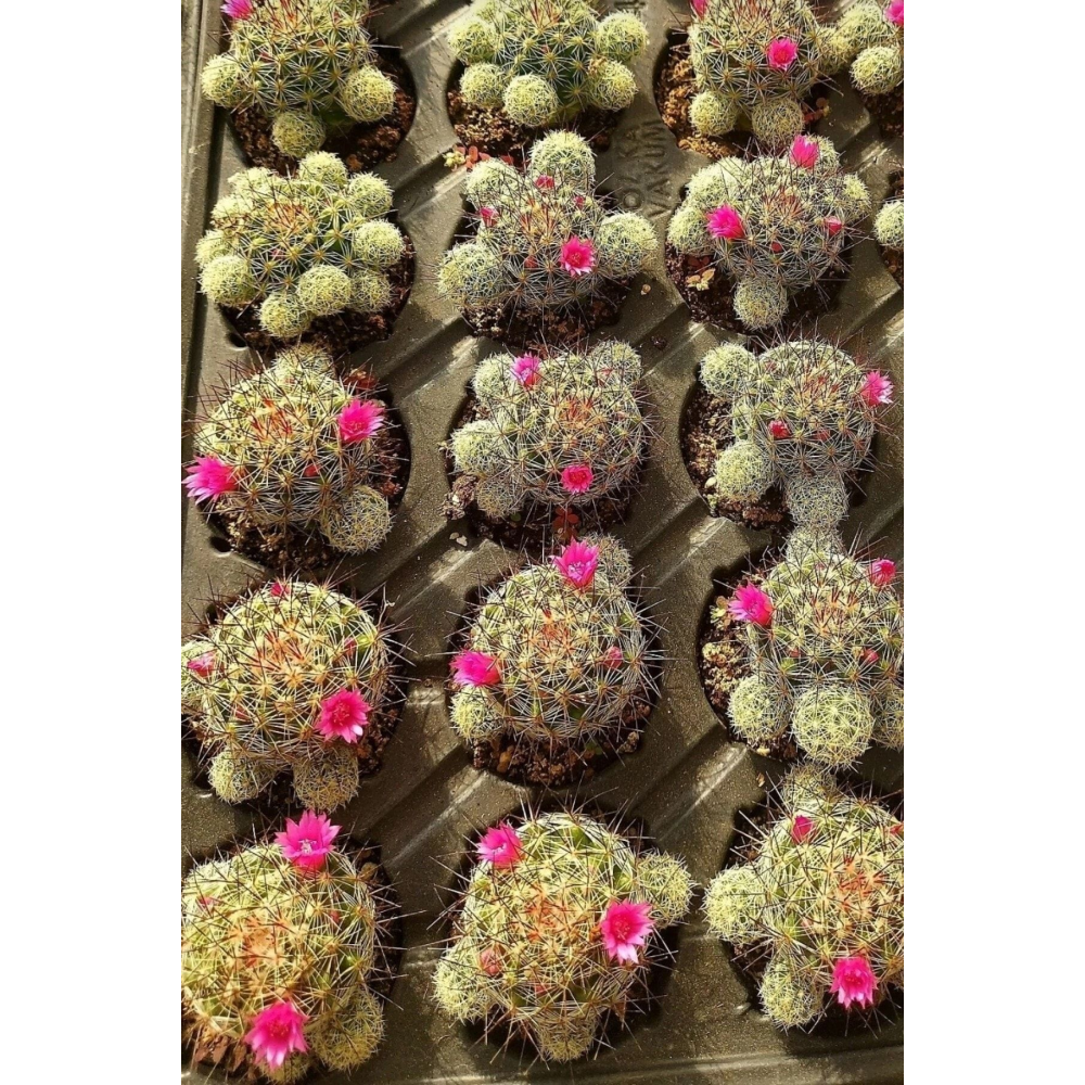 Mammillaria Wrightii 12 Ay Çiçek Açan Bol Tomurcuklu Kaktüs Sukulent