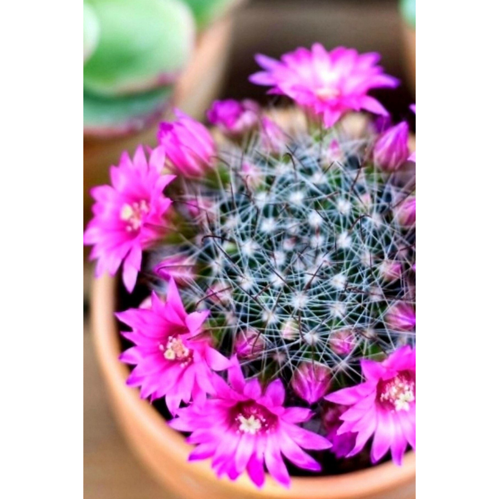Mammillaria Wrightii 12 Ay Çiçek Açan Bol Tomurcuklu Kaktüs Sukulent