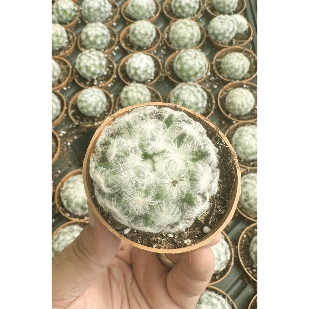 Pamuk prenses kaktüs sukulent 5.5cm mini boy/şuan çiçeksizdir