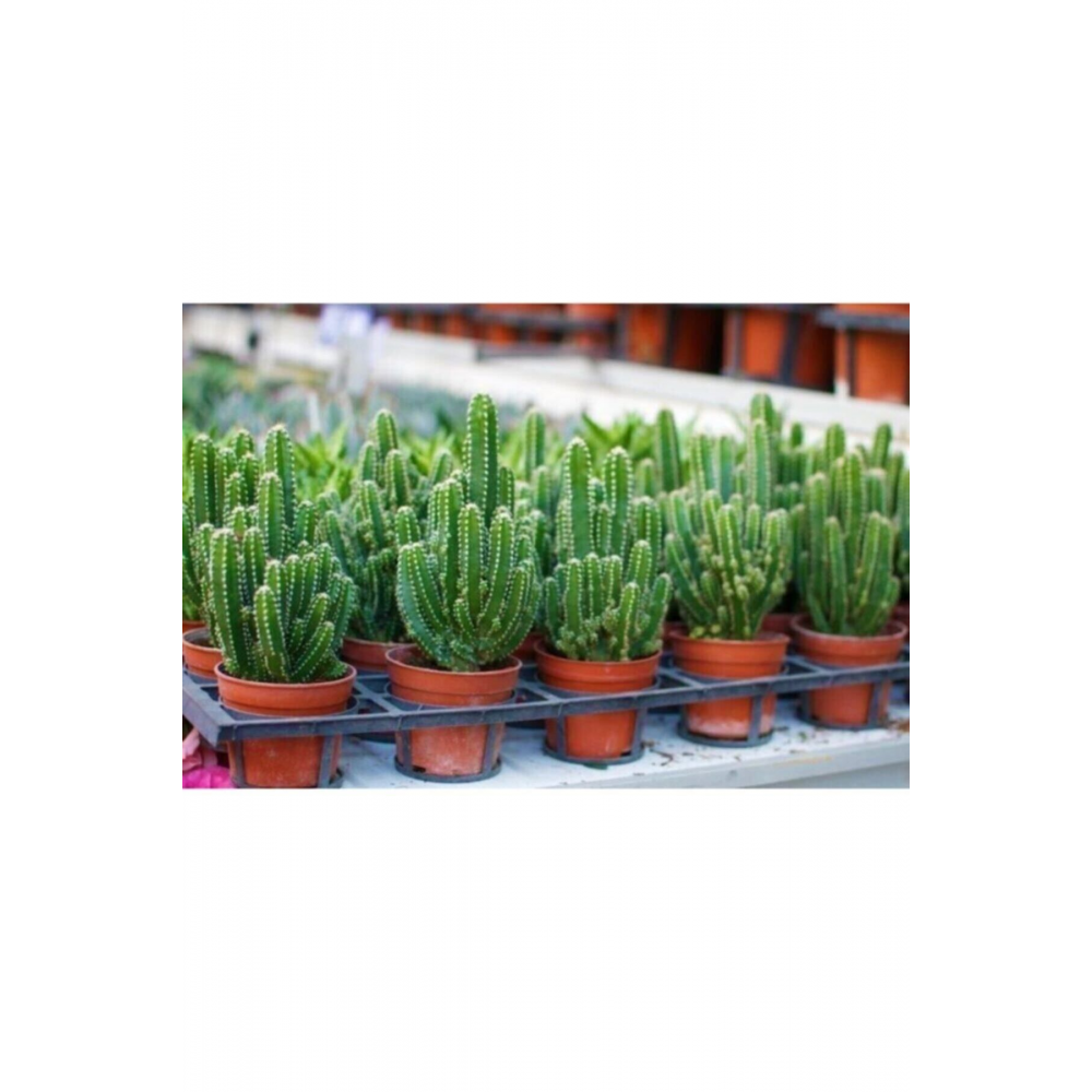 Radyasyon Emici Kaktüs Bol Yavrulu Cereus Fairy Castle Cactus (açıklama Kısmını Okuyunuz)