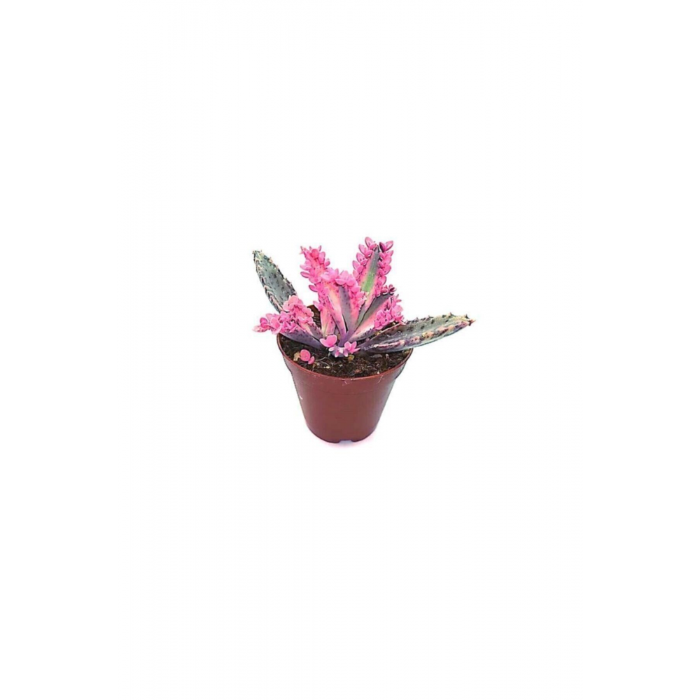 Aşkın Gözyaşı Pembe