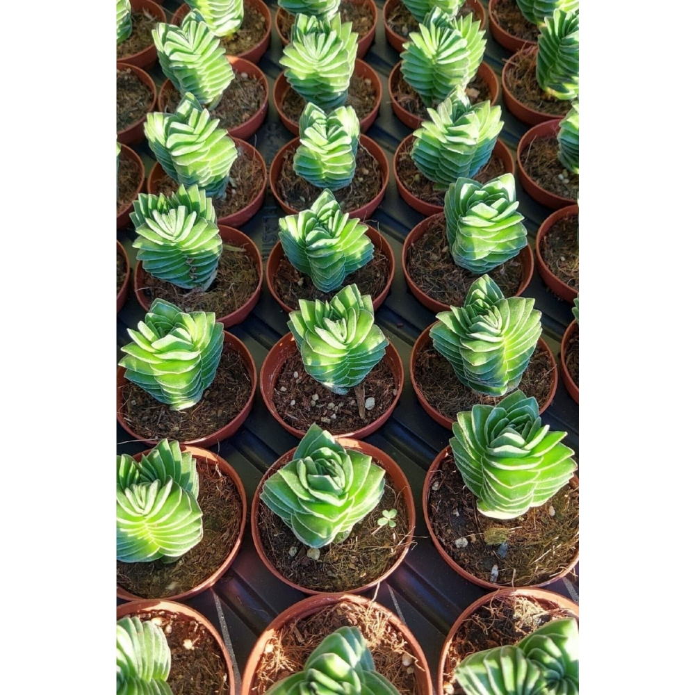 Crassula Buddha's Temple 5.5 Cm 1.kalite Özel Ürün