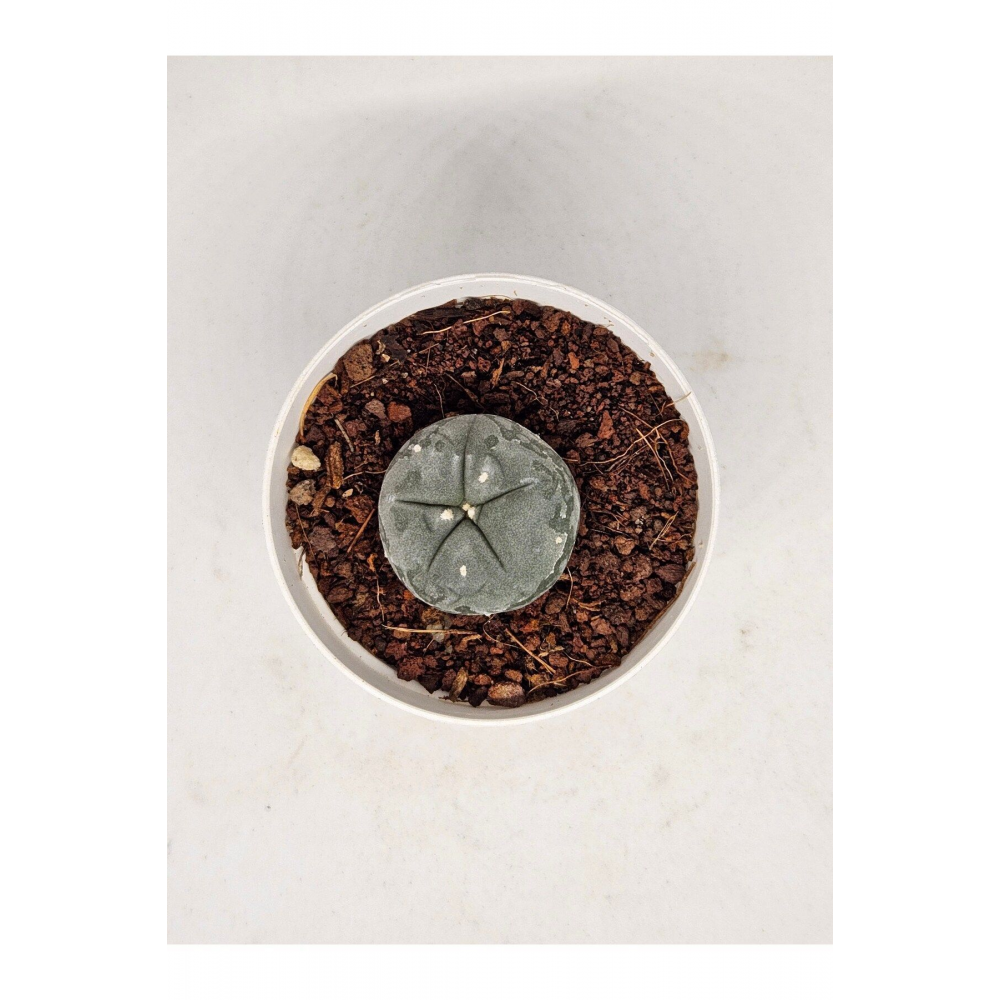 Lophophora Williamsi (PEYOTE) Kaktüs 5,5cm Saksılı