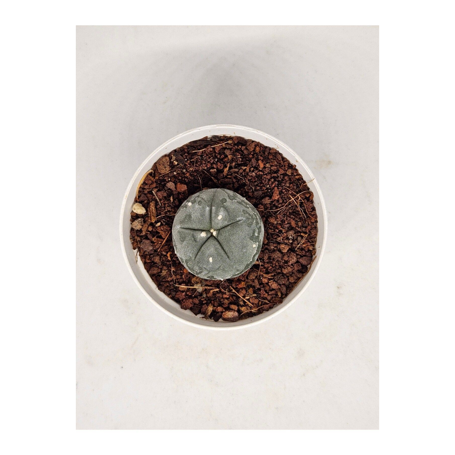 Lophophora Williamsi (PEYOTE) Kaktüs 5,5cm Saksılı