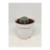 Lophophora Williamsi (PEYOTE) Kaktüs 5,5cm Saksılı