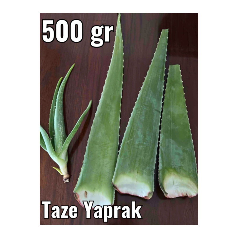 Aloe Vera Jel, Alovera Jel için 500 gr Aloe Vera Yaprak Doğal