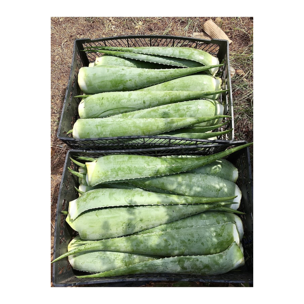 Aloe Vera Jel, Alovera Jel için 500 gr Aloe Vera Yaprak Doğal