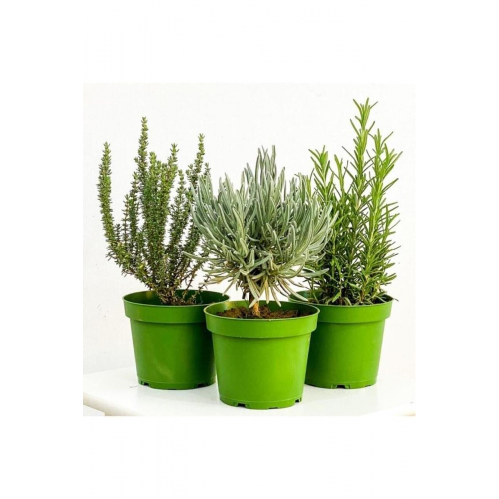 Lavanta Biberiye Kekik 3 Lü Set Aromatik Bitki Seti