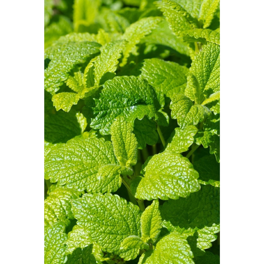 Melisa Fidesi Limon Otu Yoğun Kokulu ( Melissa Officinalis ) 1 Adet