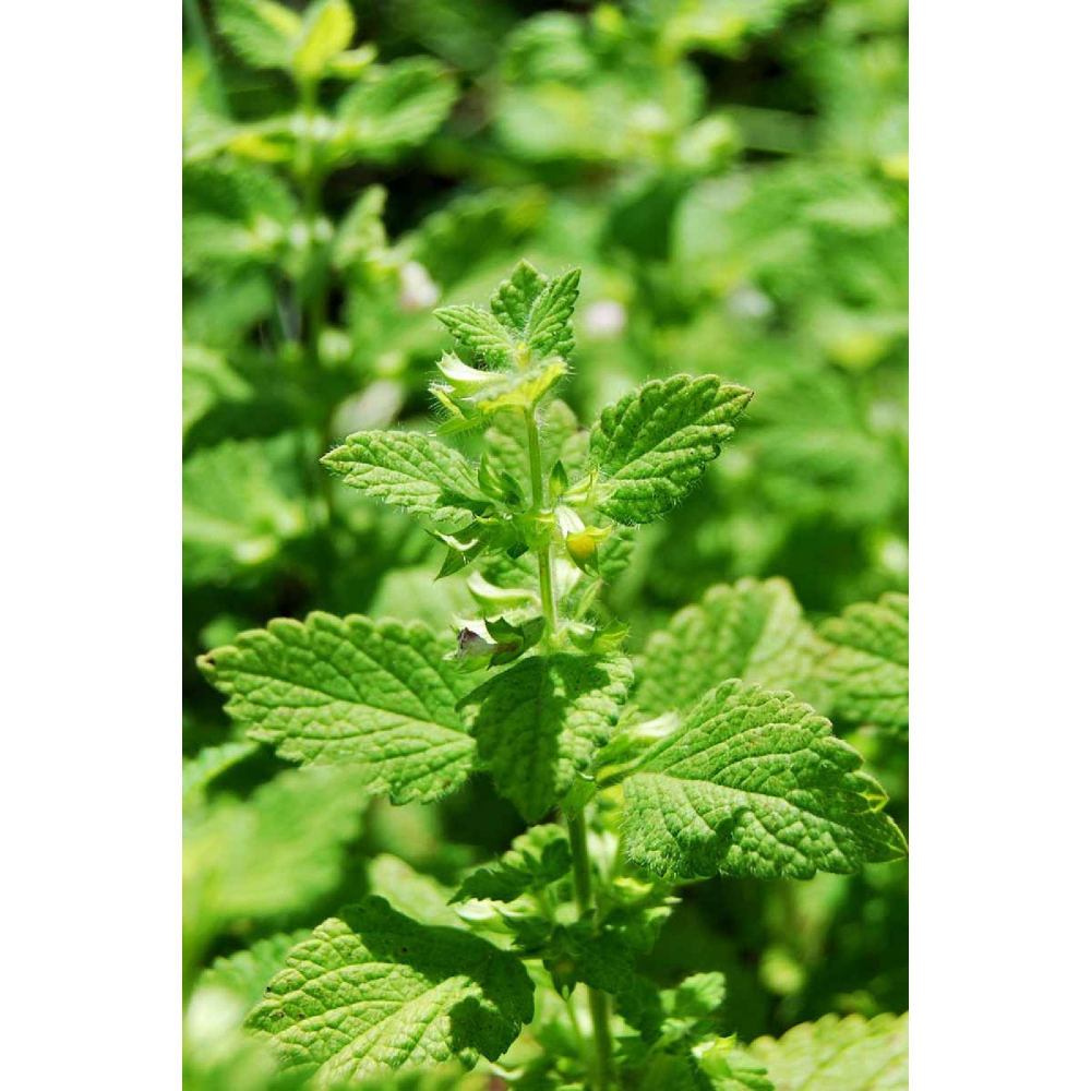 Melisa Fidesi Limon Otu Yoğun Kokulu ( Melissa Officinalis ) 1 Adet