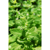 Melisa Fidesi Limon Otu Yoğun Kokulu ( Melissa Officinalis ) 1 Adet