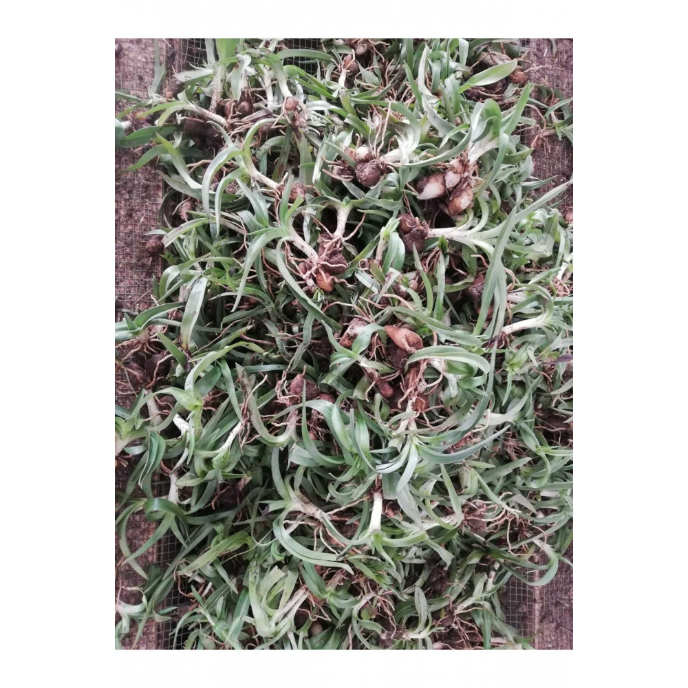 Salep Fidesi, Tohumu, Yıkanmamış, Dikime Hazır (20 ADET)