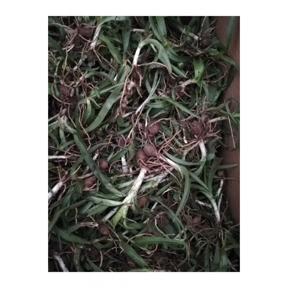 Salep Fidesi, Tohumu, Yıkanmamış, Dikime Hazır (20 ADET)