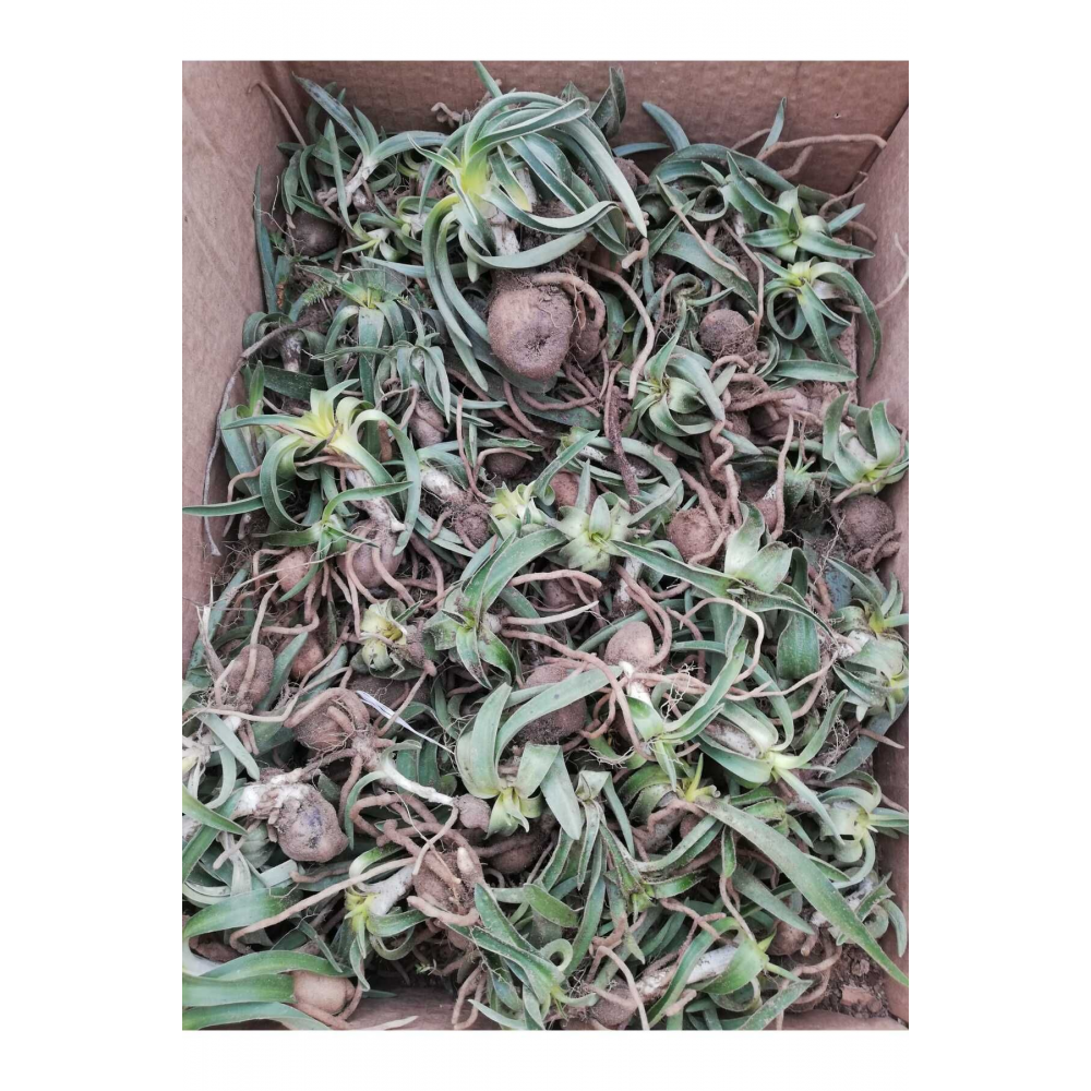 Salep Fidesi, Tohumu, Yıkanmamış, Dikime Hazır (20 ADET)