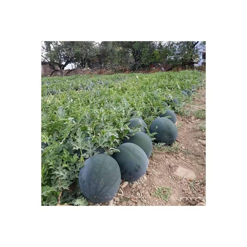 Siyah Iri Karpuz 20 Tohum